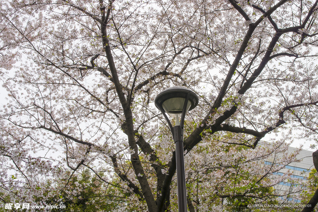 樱花