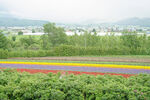 花田