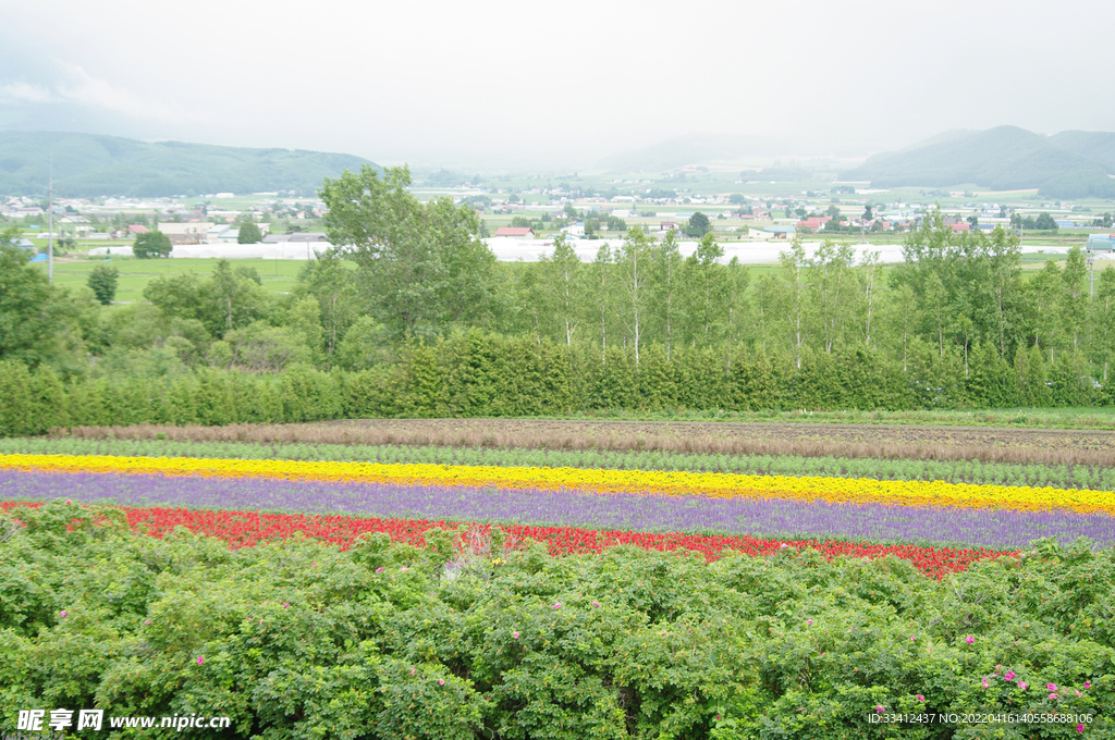 花田