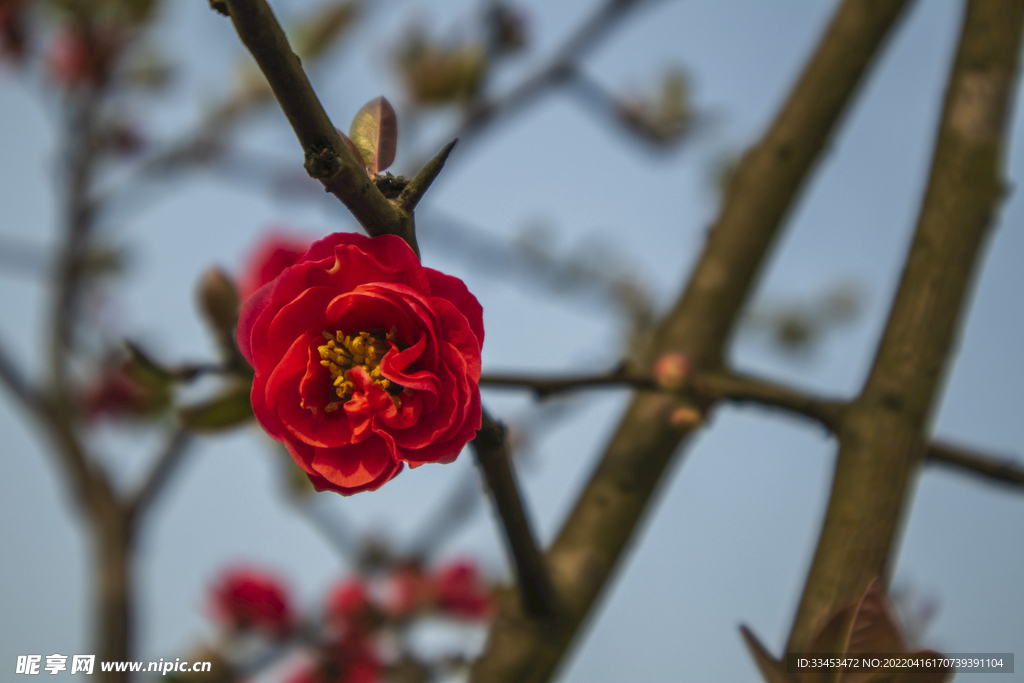 花