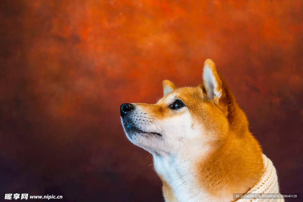 狗 