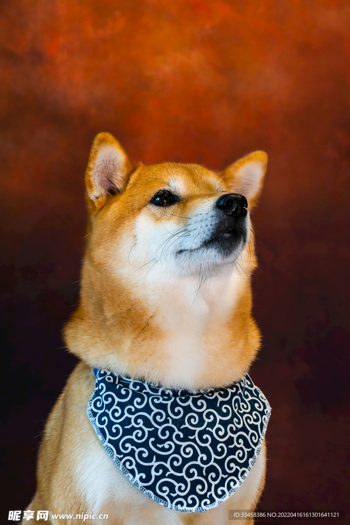 狗 