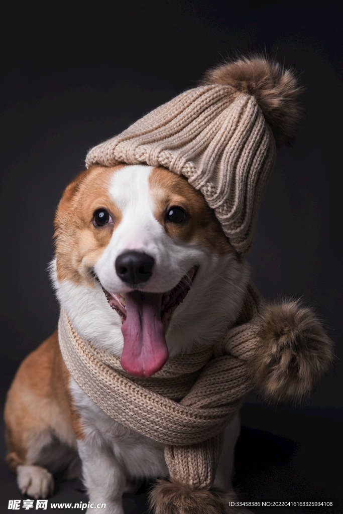 狗