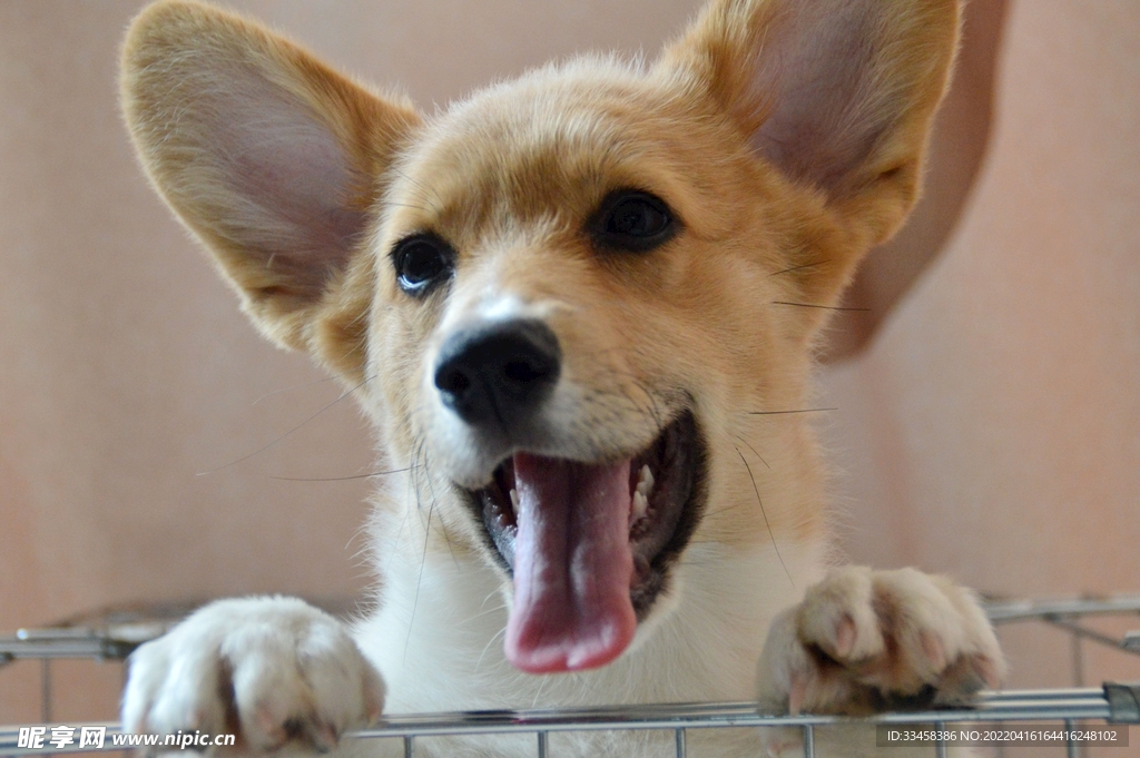 狗 
