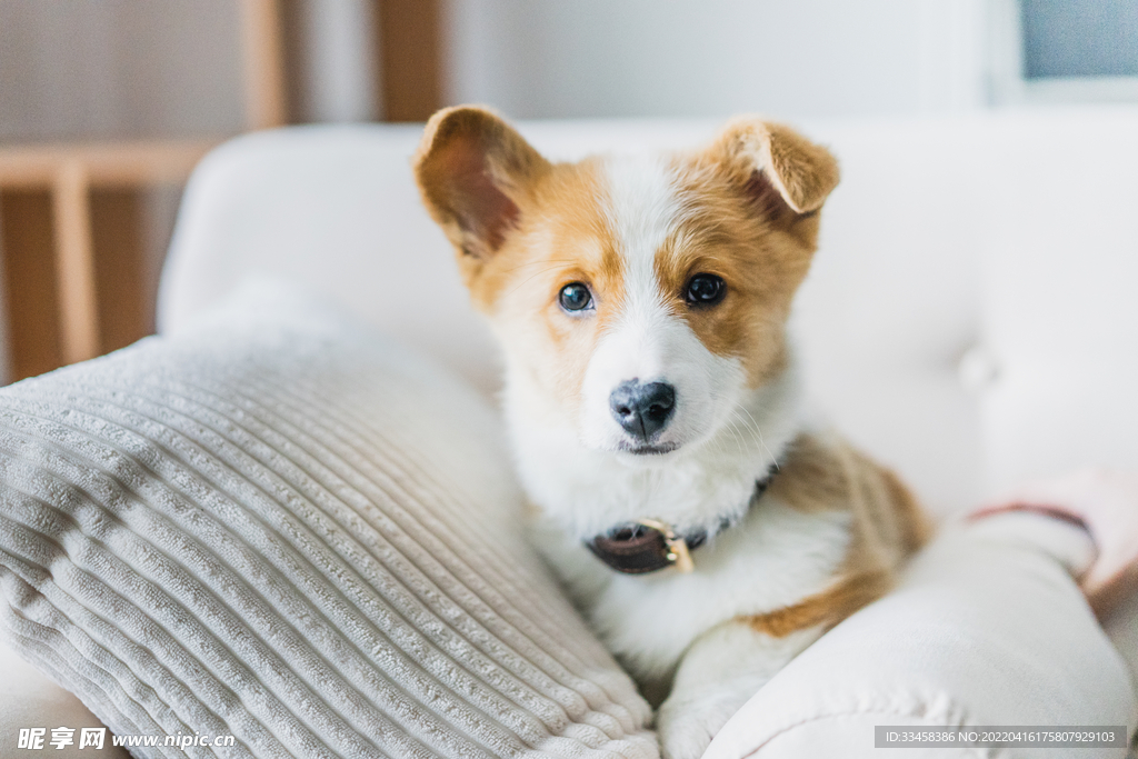 狗