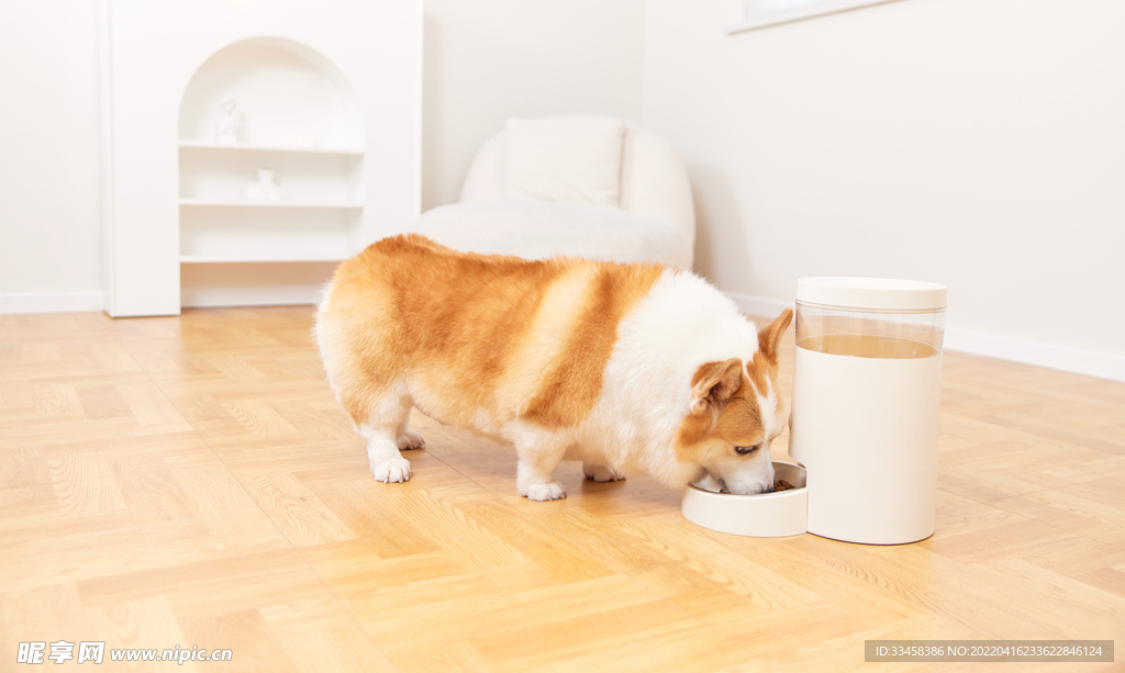 狗 