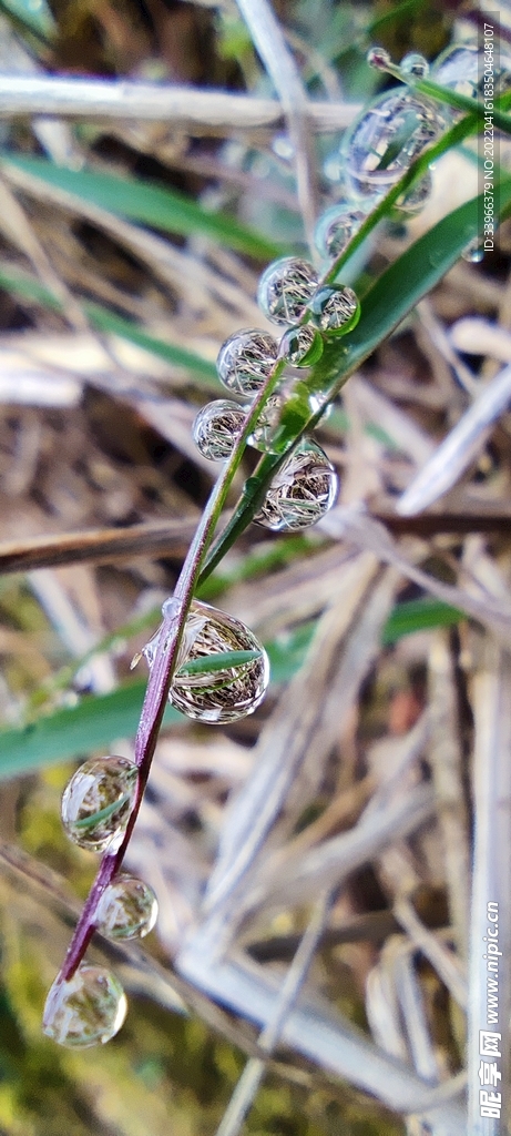 雨滴与野草