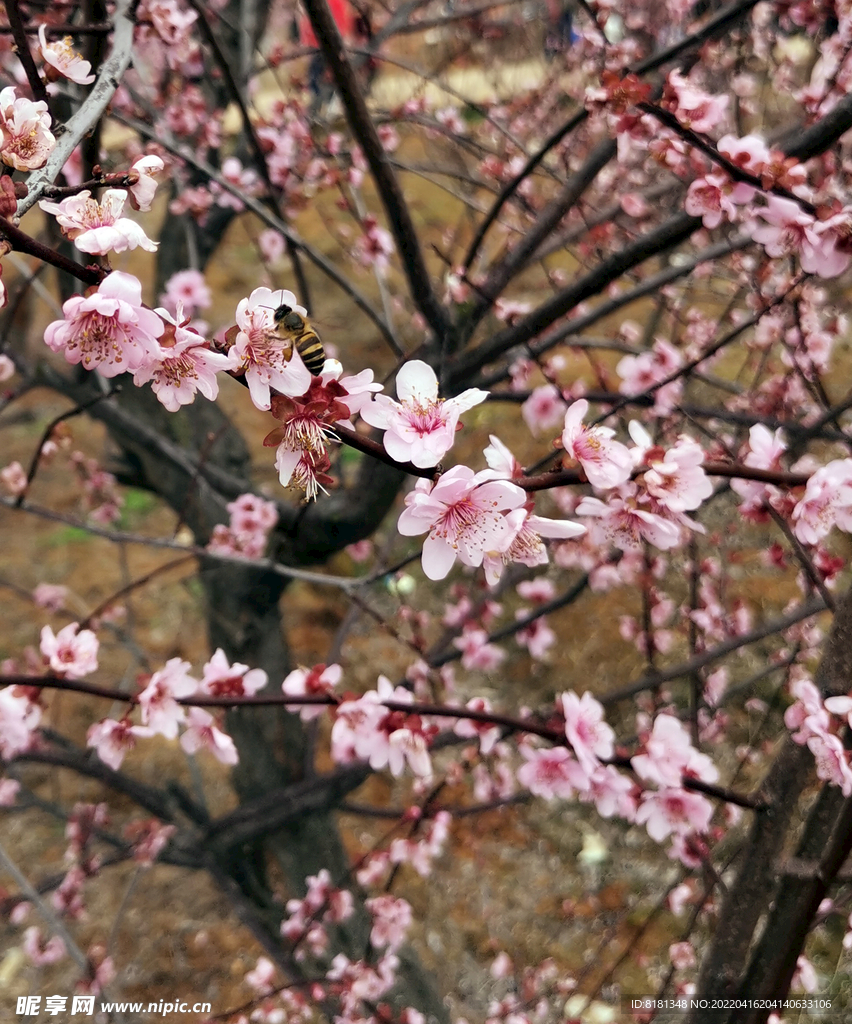 梅花