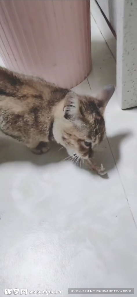 猫吃鱼