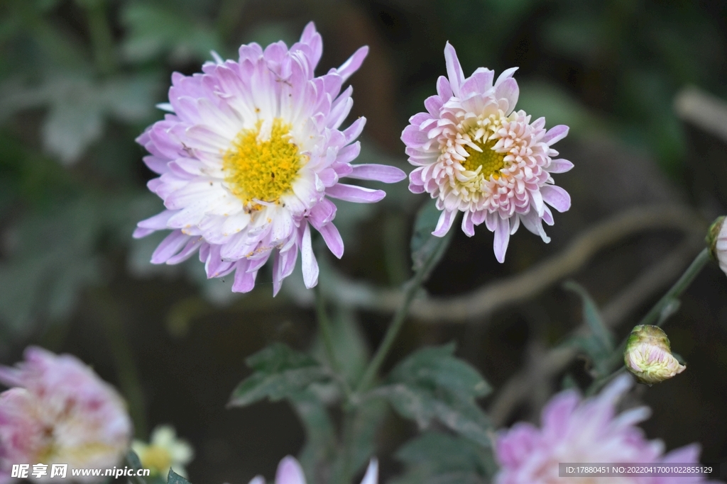 菊花