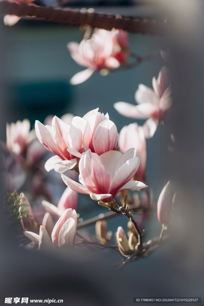 荷花玉兰