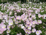美丽月见草花