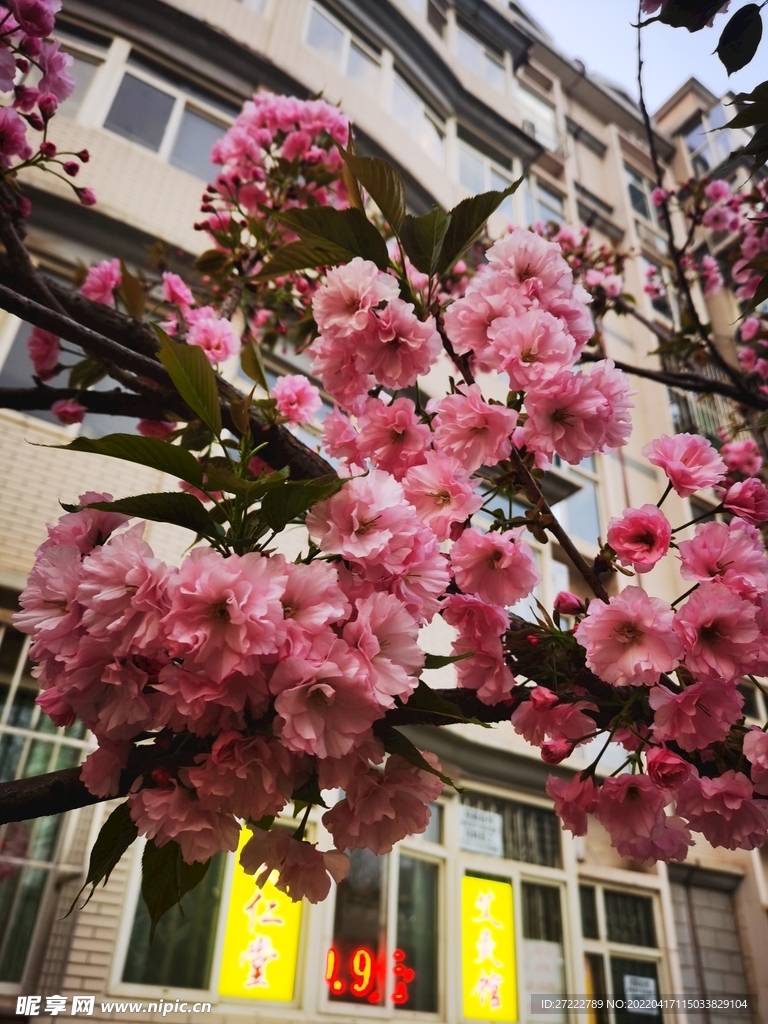 樱花