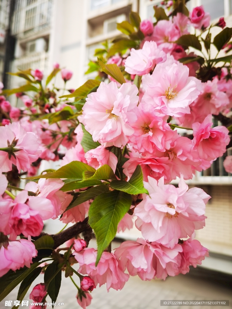 樱花
