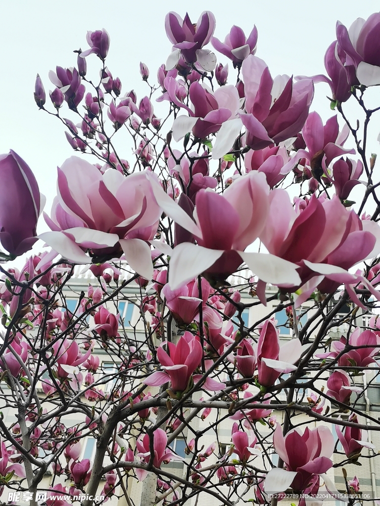 玉兰