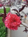 碧桃花