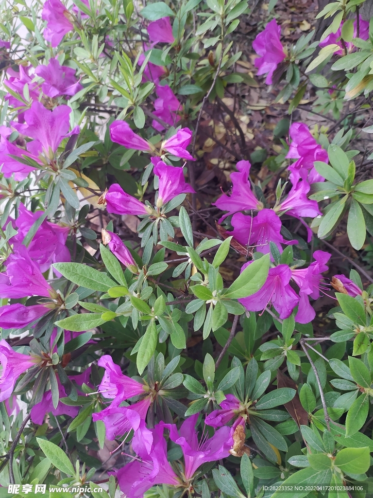 花朵素材图片