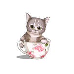 茶杯猫            