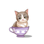茶杯猫            