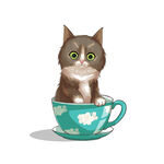 茶杯猫            
