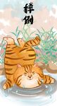 萌主猫            