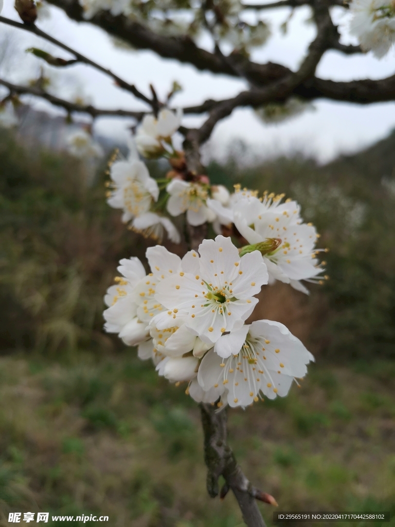 樱花