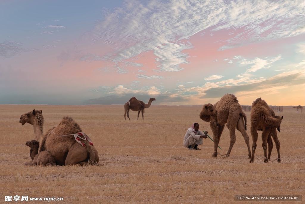 沙漠中休憩的骆驼