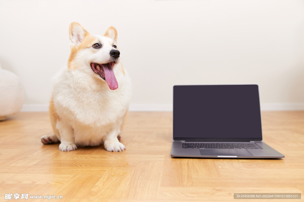 狗 