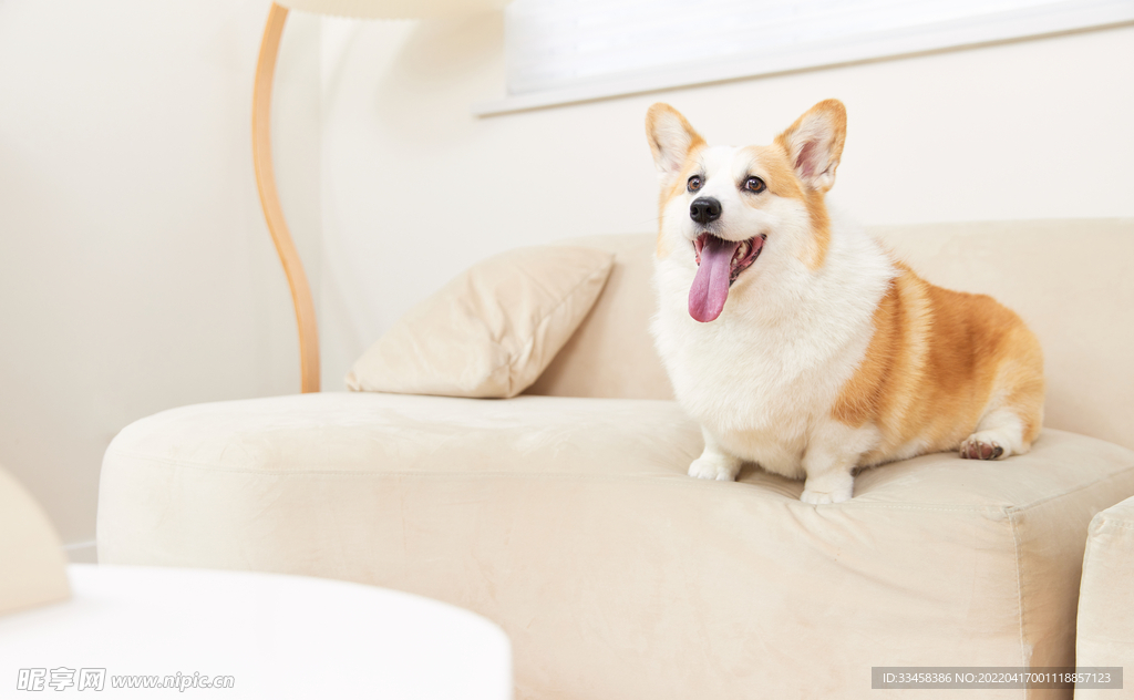 狗 