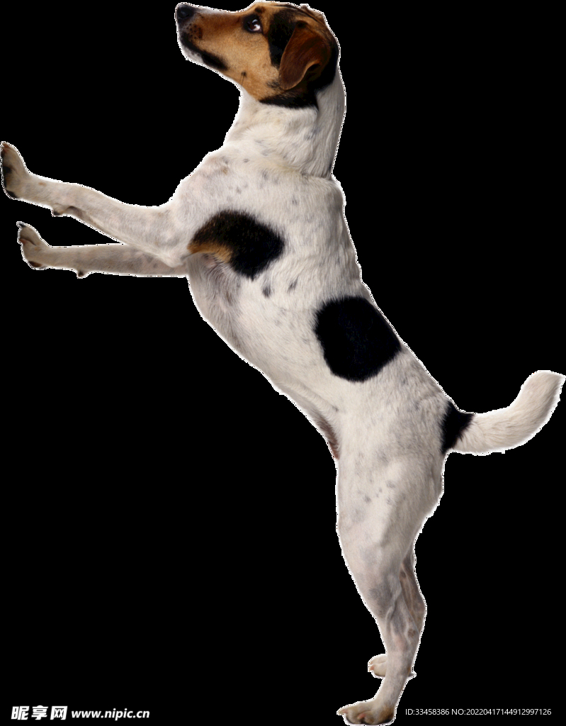 狗 