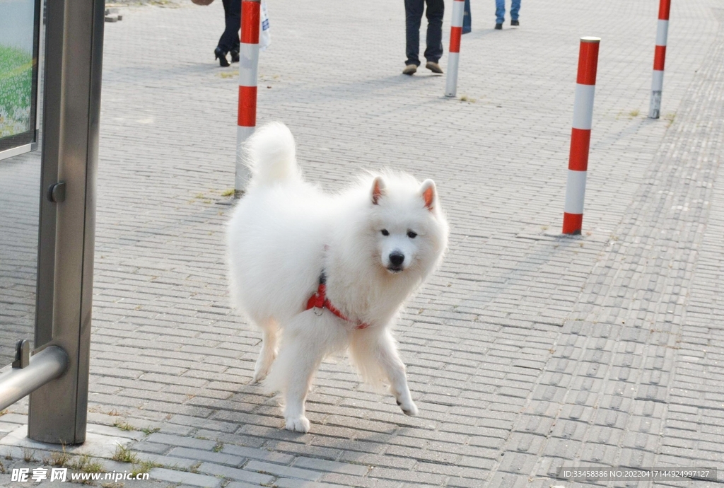 狗