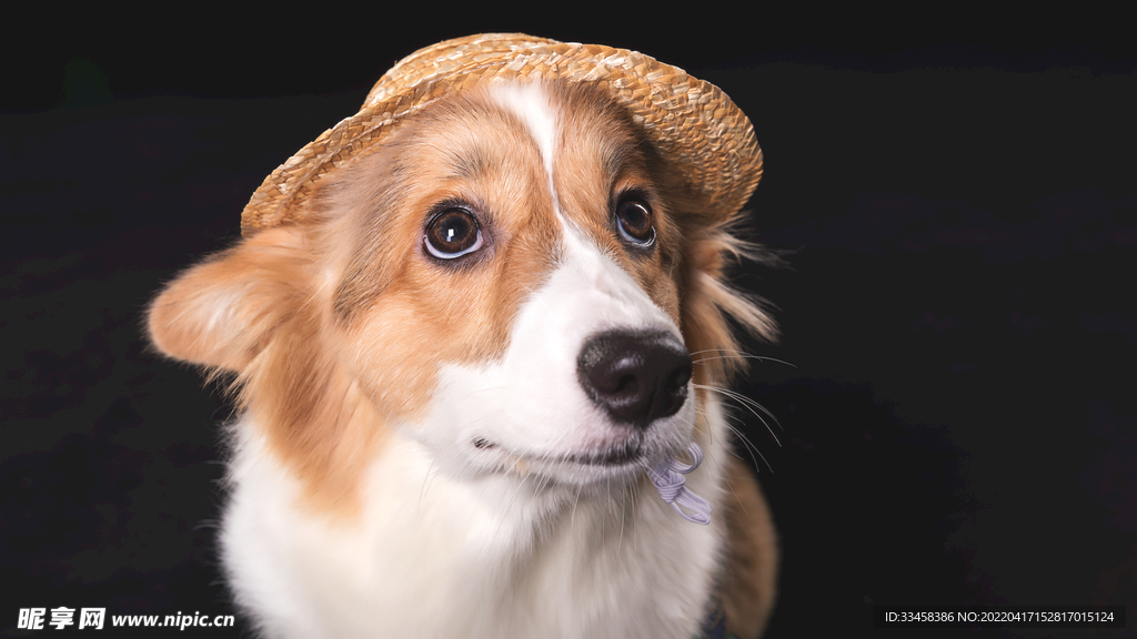 狗 