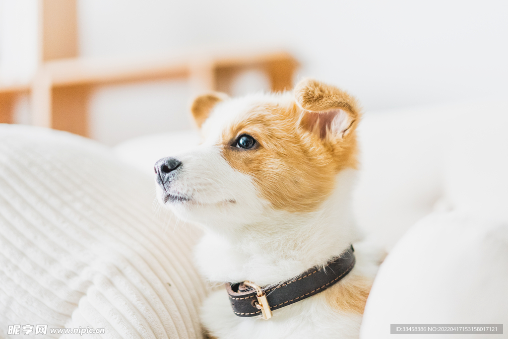 狗 