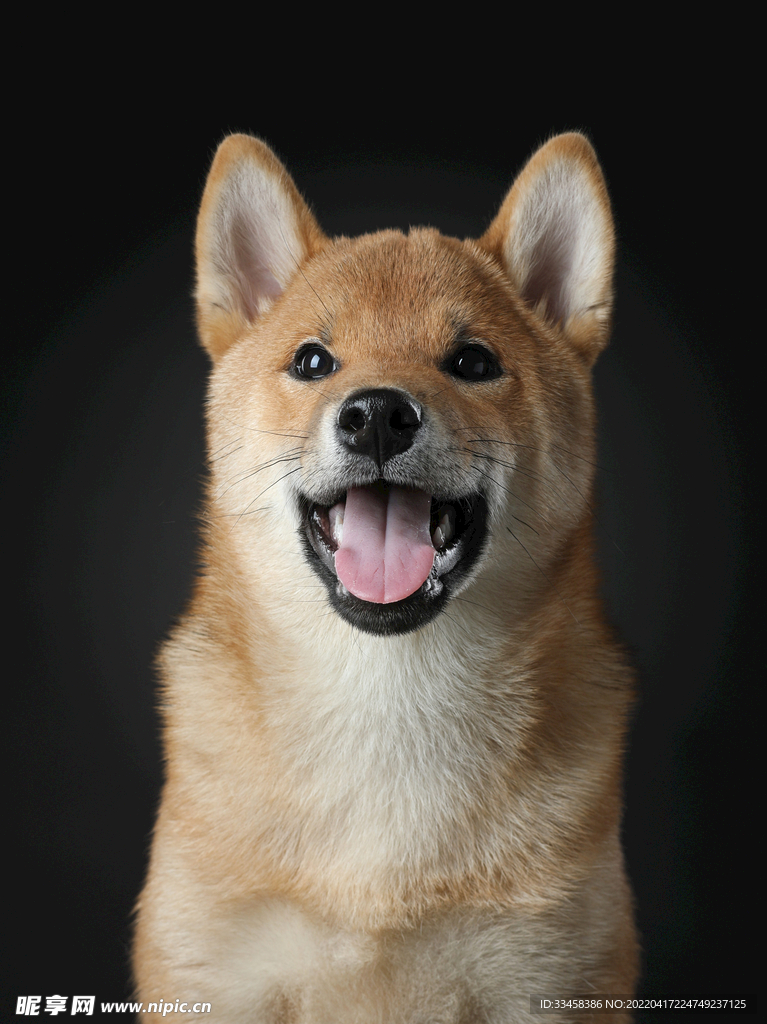 狗 