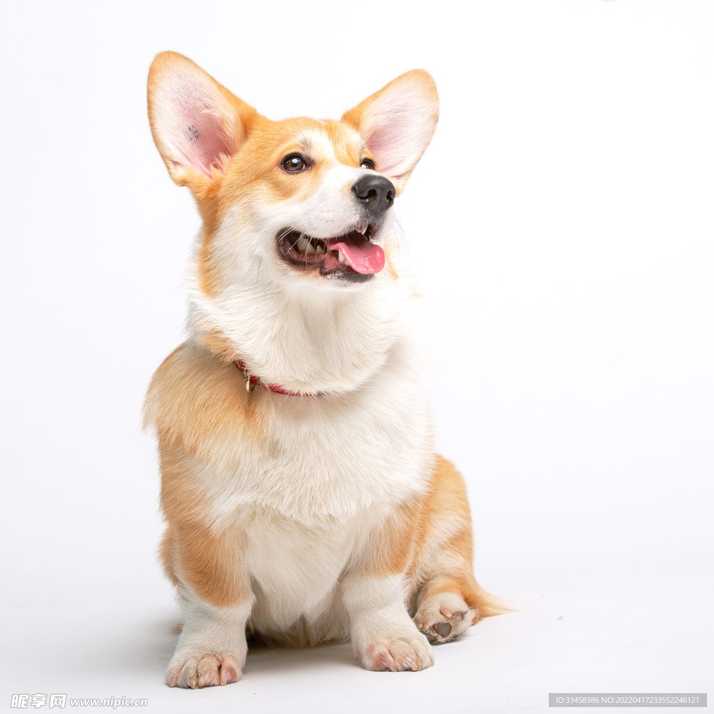 狗 