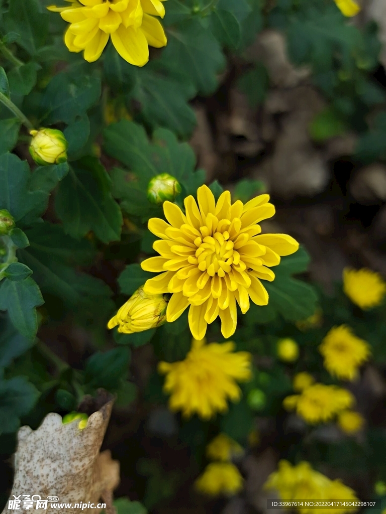 花