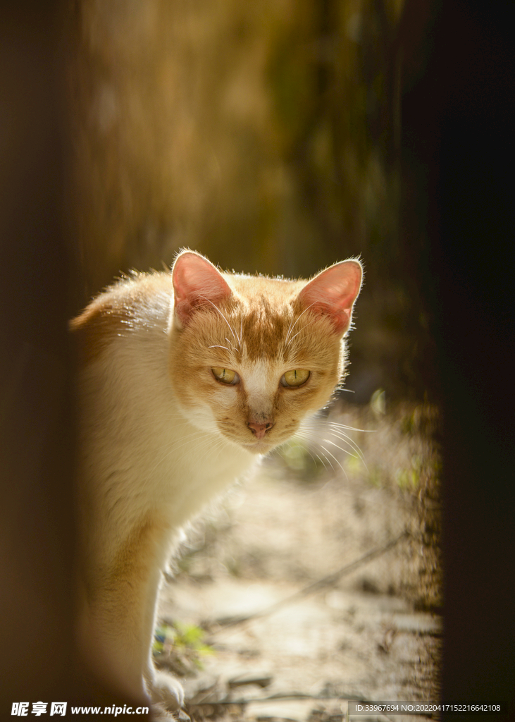 门缝里的猫