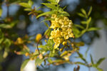 法国香水茉莉