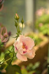 月季花
