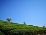 茶山