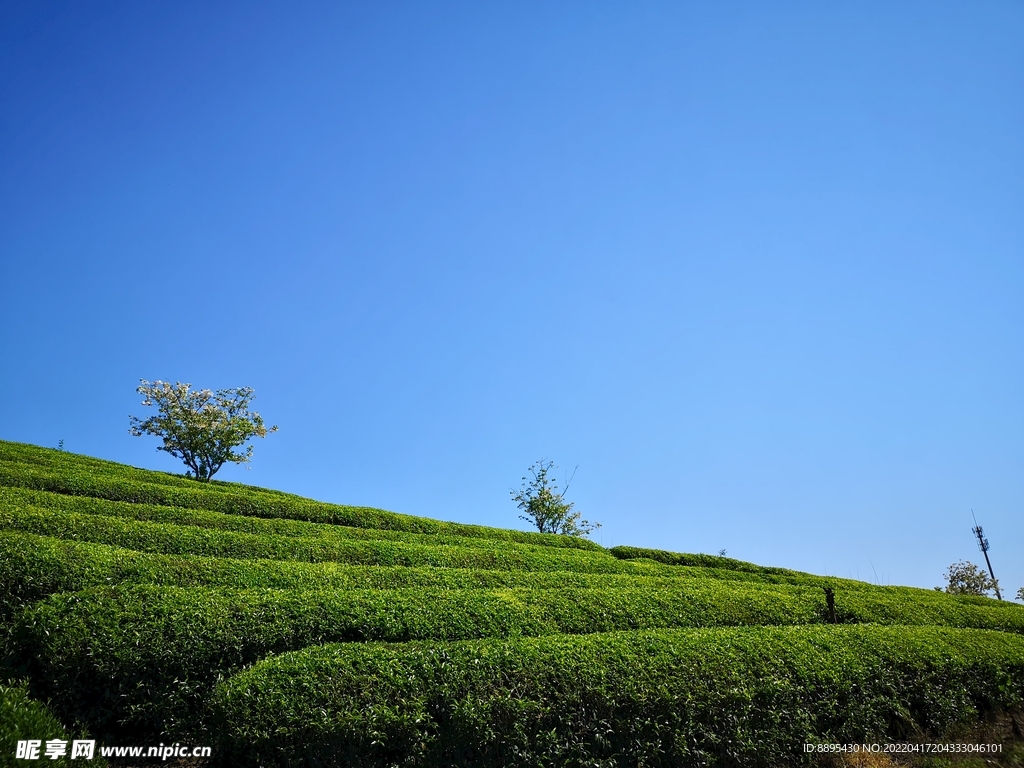 茶山