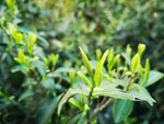 茶叶