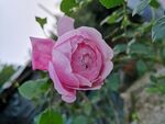 月季花