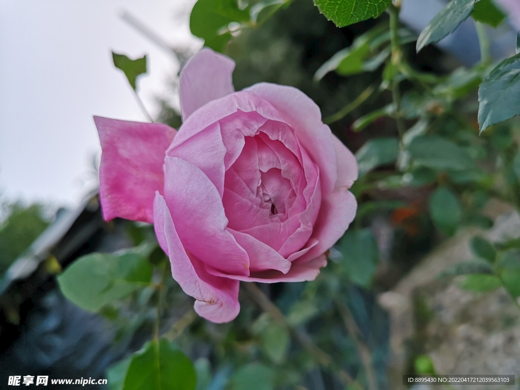月季花