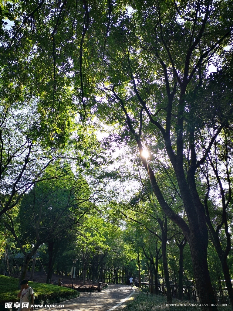 林荫小道