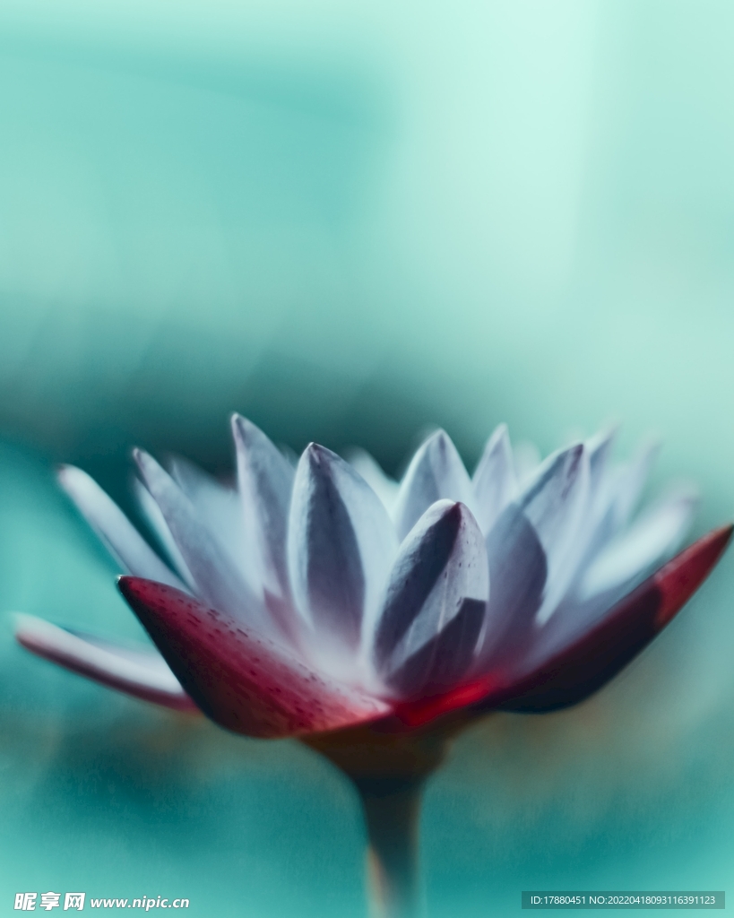 花卉