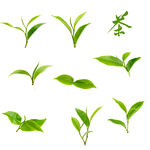 春茶嫩芽