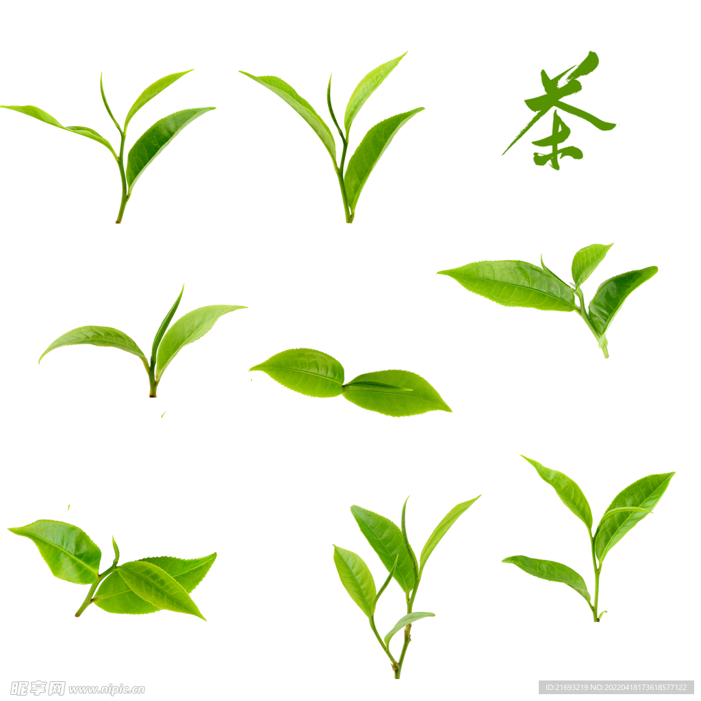 春茶嫩芽