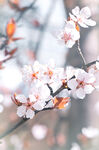 粉白色花花