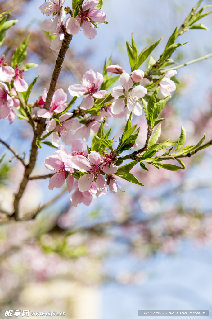 春季桃花